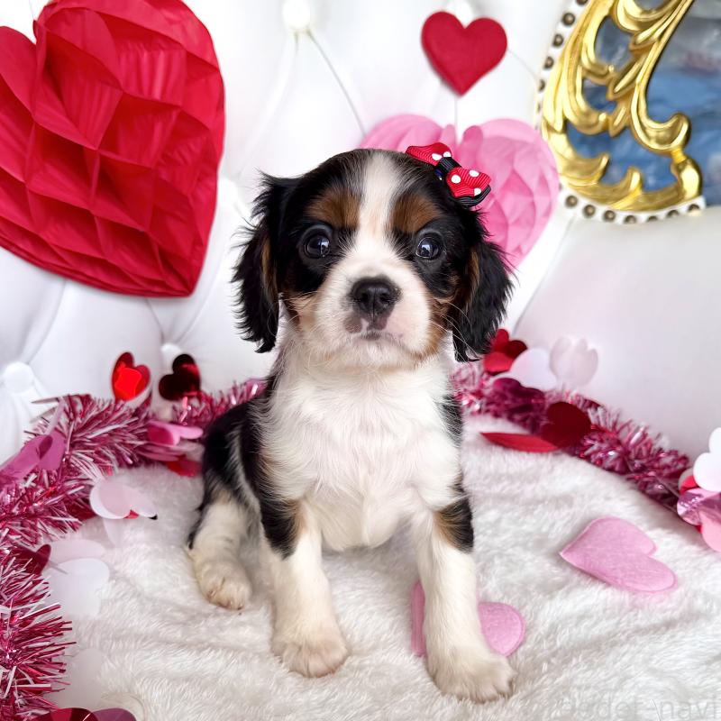 成約済の福岡県のキャバリアキングチャールズスパニエル-439688の4枚目