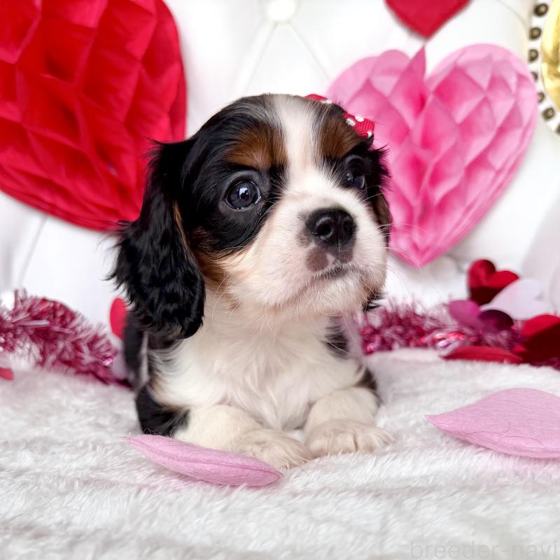 成約済の福岡県のキャバリアキングチャールズスパニエル-439688の3枚目