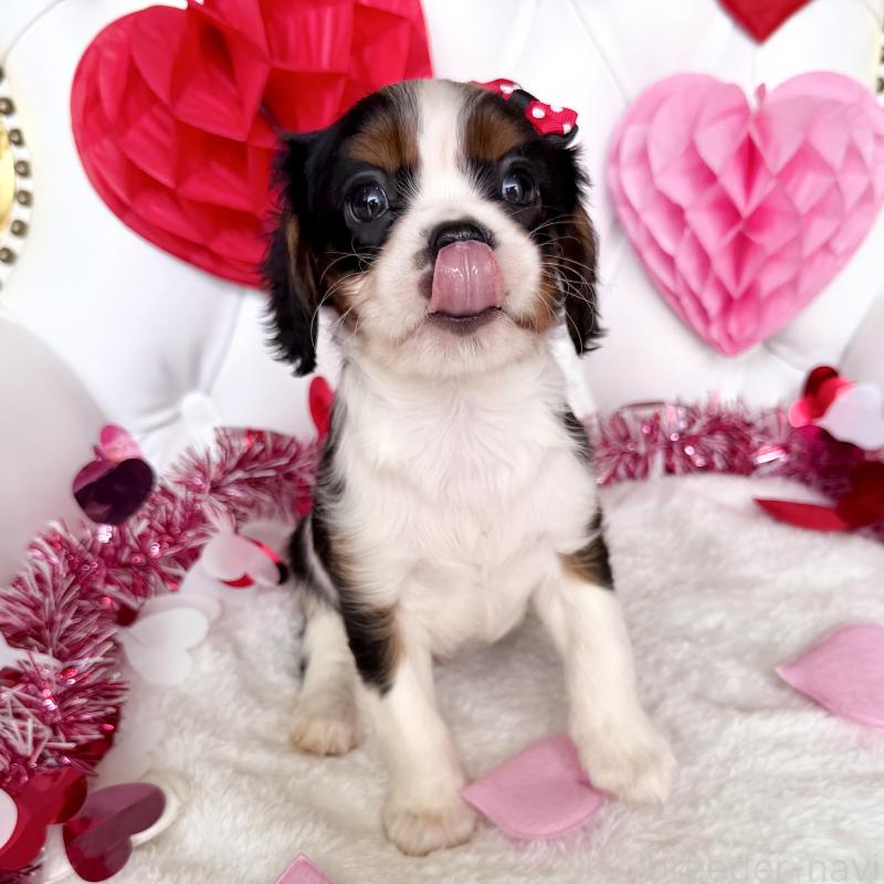 成約済の福岡県のキャバリアキングチャールズスパニエル-439688の2枚目