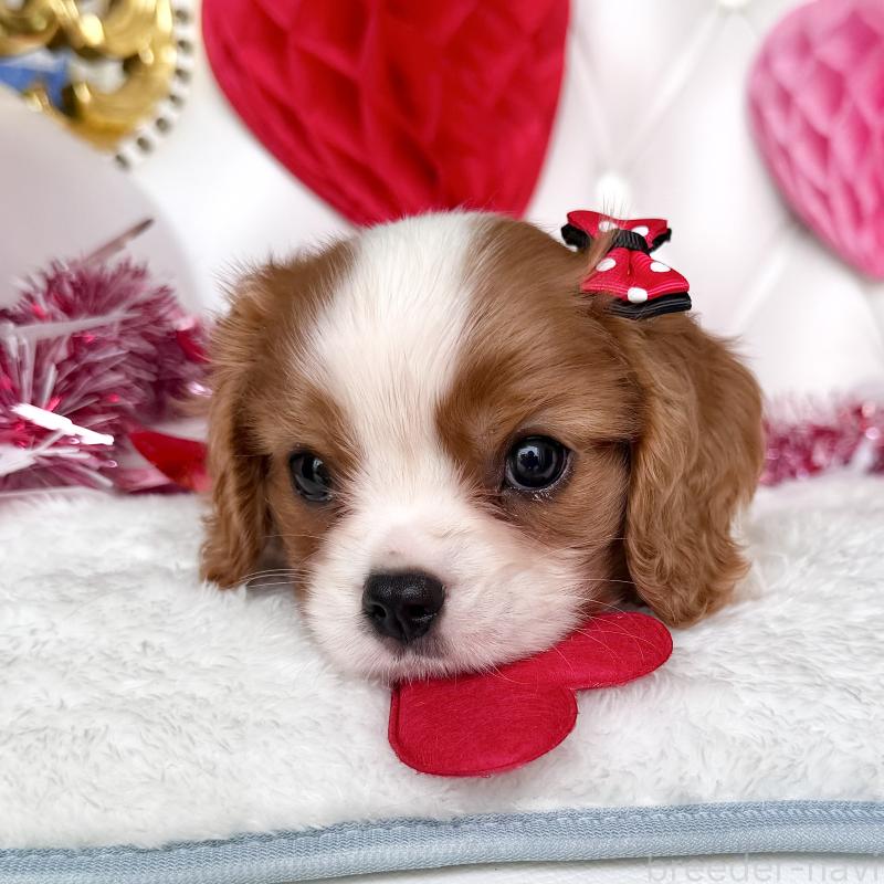 成約済の福岡県のキャバリアキングチャールズスパニエル-439695の37枚目