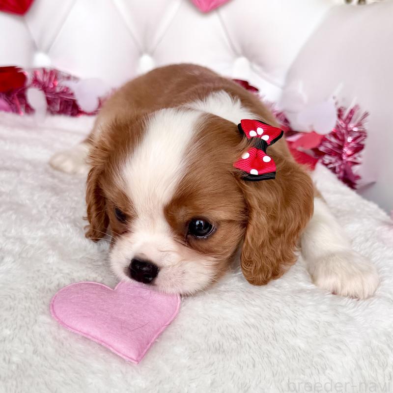 成約済の福岡県のキャバリアキングチャールズスパニエル-439695の36枚目