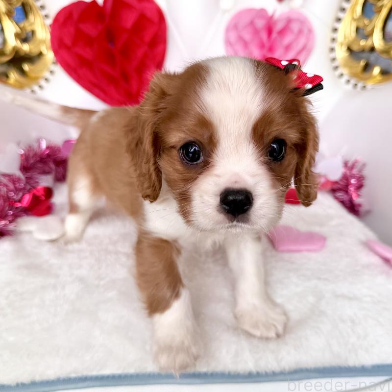 成約済の福岡県のキャバリアキングチャールズスパニエル-439695の35枚目