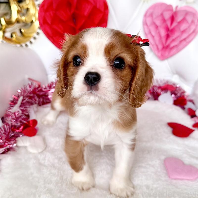 成約済の福岡県のキャバリアキングチャールズスパニエル-439695の34枚目