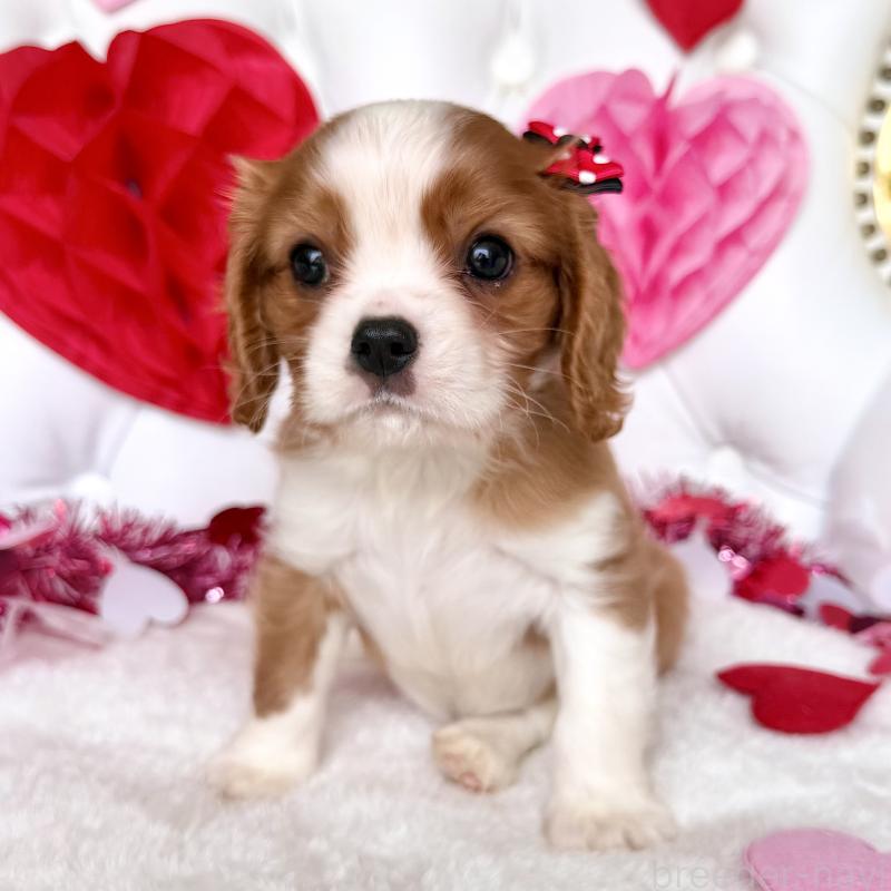 成約済の福岡県のキャバリアキングチャールズスパニエル-439695の33枚目