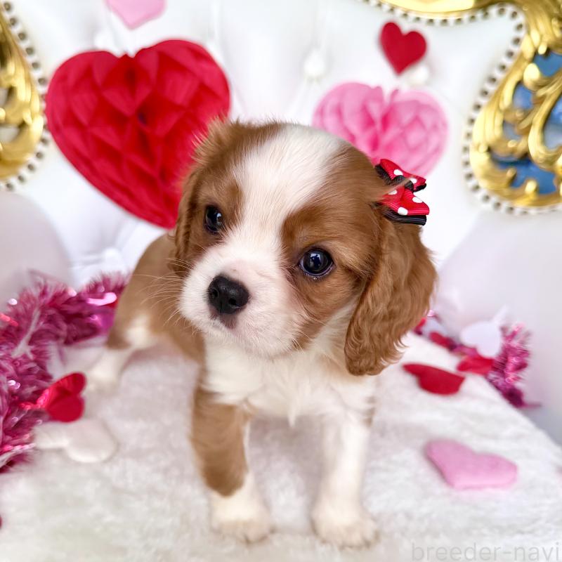 成約済の福岡県のキャバリアキングチャールズスパニエル-439695の32枚目