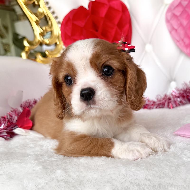 成約済の福岡県のキャバリアキングチャールズスパニエル-439695の31枚目