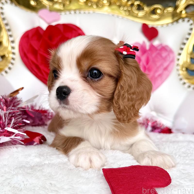 成約済の福岡県のキャバリアキングチャールズスパニエル-439695の30枚目