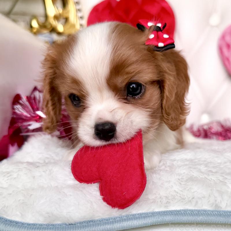 成約済の福岡県のキャバリアキングチャールズスパニエル-439695の29枚目