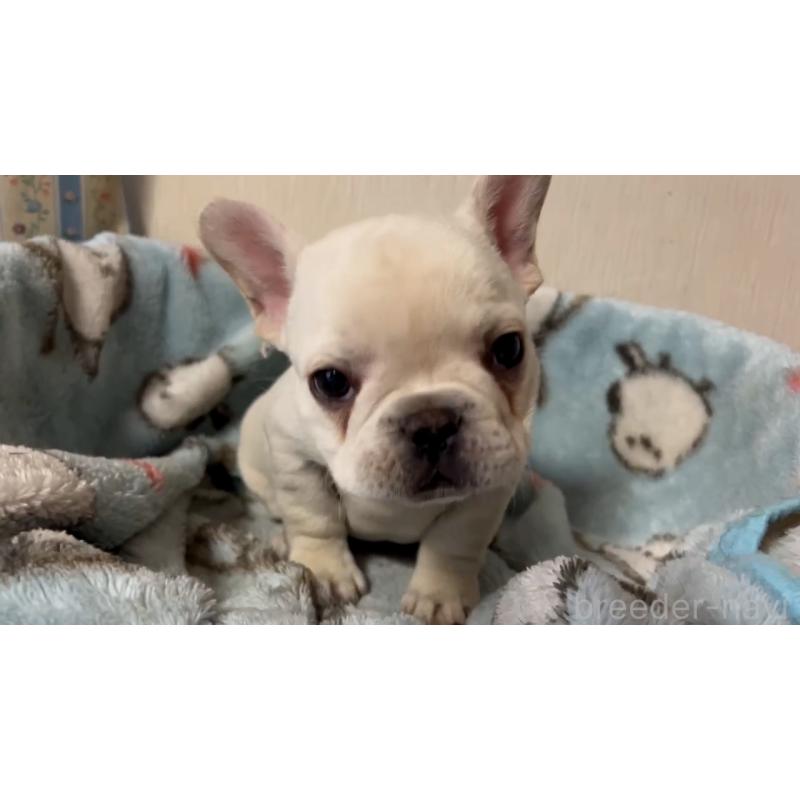 販売中の岡山県のフレンチブルドッグ-434753の3枚目