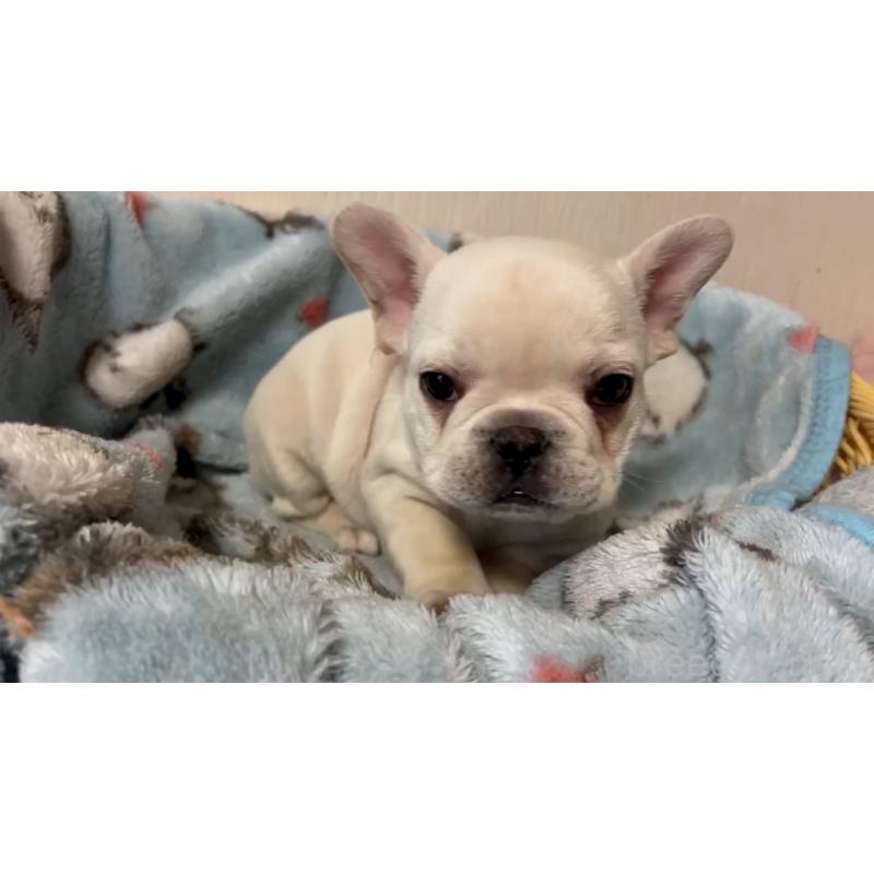 販売中の岡山県のフレンチブルドッグ-434753の2枚目