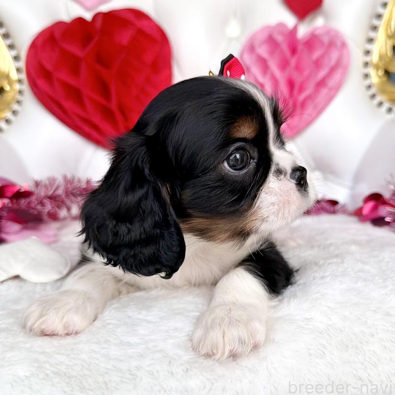 販売中の福岡県のキャバリアキングチャールズスパニエル-439702の47枚目