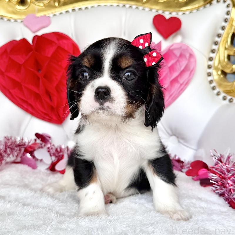 販売中の福岡県のキャバリアキングチャールズスパニエル-439702の46枚目