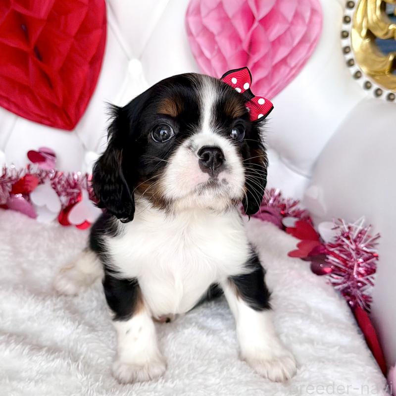 販売中の福岡県のキャバリアキングチャールズスパニエル-439702の45枚目