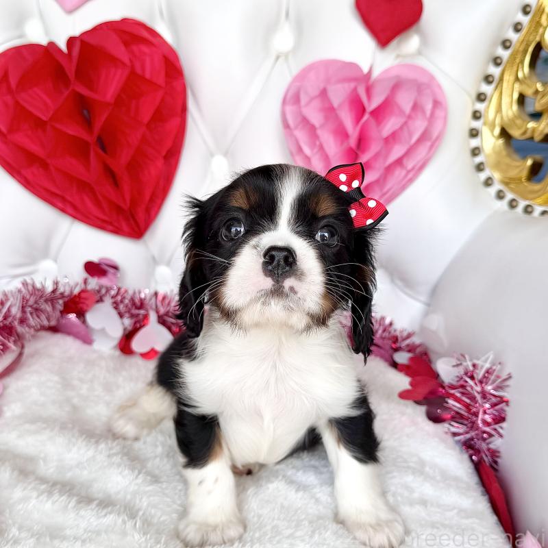 販売中の福岡県のキャバリアキングチャールズスパニエル-439702の44枚目