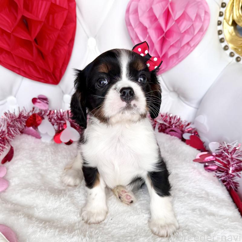 販売中の福岡県のキャバリアキングチャールズスパニエル-439702の42枚目