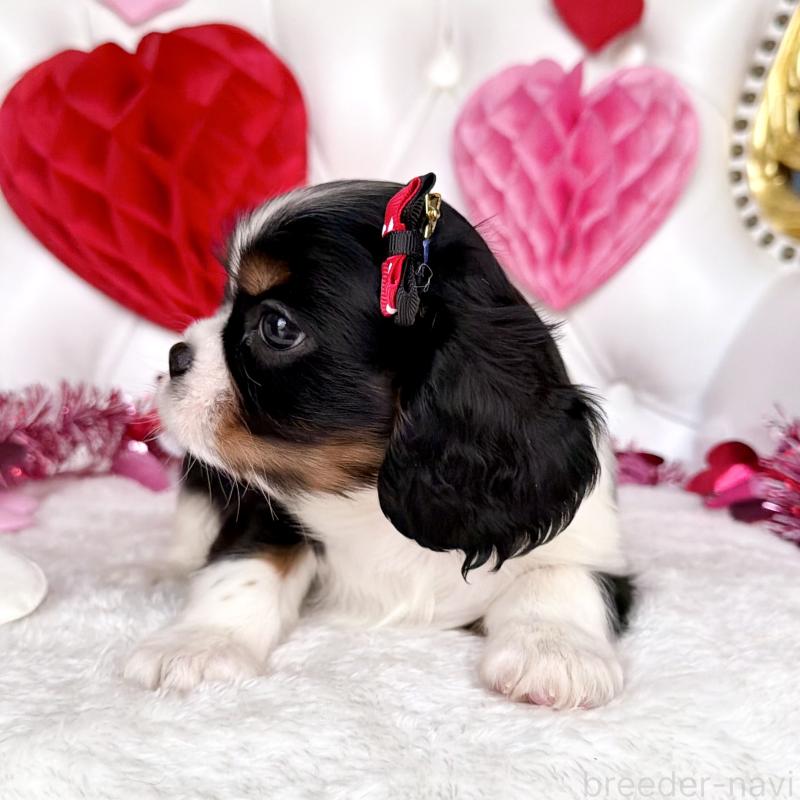 販売中の福岡県のキャバリアキングチャールズスパニエル-439702の41枚目