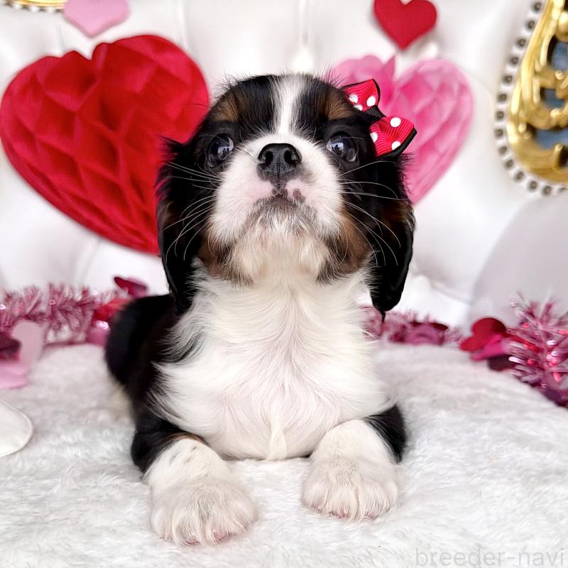 販売中の福岡県のキャバリアキングチャールズスパニエル-439702の40枚目