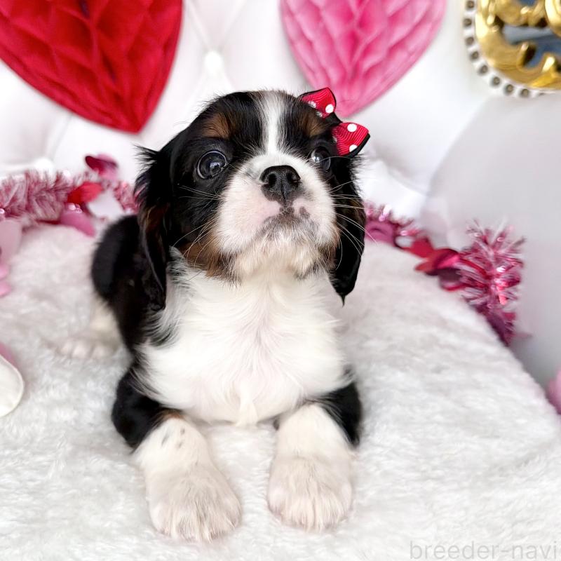 販売中の福岡県のキャバリアキングチャールズスパニエル-439702の39枚目