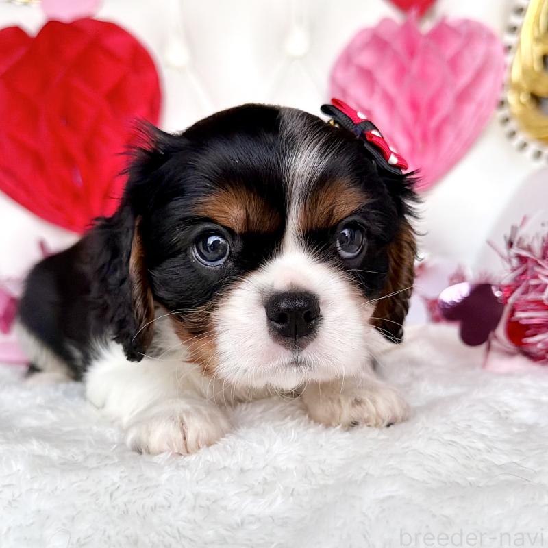 成約済の福岡県のキャバリアキングチャールズスパニエル-439706の27枚目