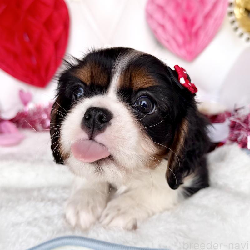 成約済の福岡県のキャバリアキングチャールズスパニエル-439706の26枚目