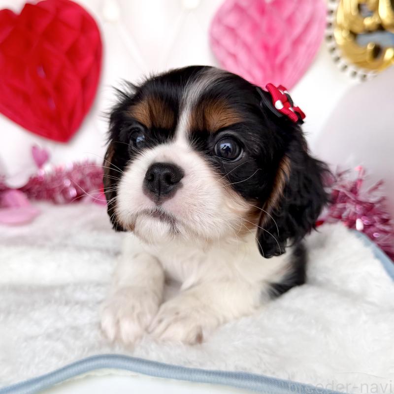 成約済の福岡県のキャバリアキングチャールズスパニエル-439706の25枚目