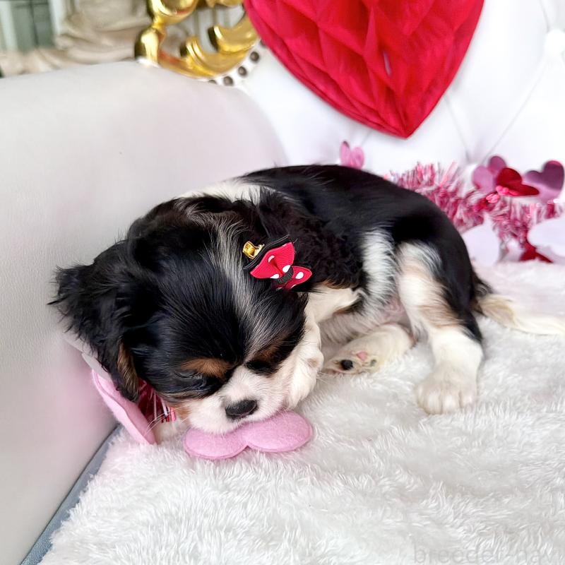 成約済の福岡県のキャバリアキングチャールズスパニエル-439706の23枚目