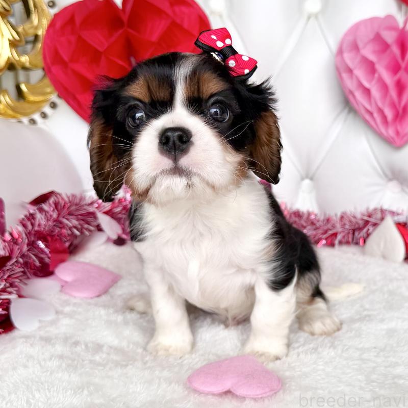 成約済の福岡県のキャバリアキングチャールズスパニエル-439706の22枚目