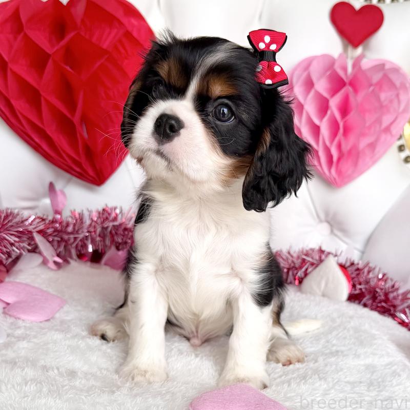 成約済の福岡県のキャバリアキングチャールズスパニエル-439706の21枚目