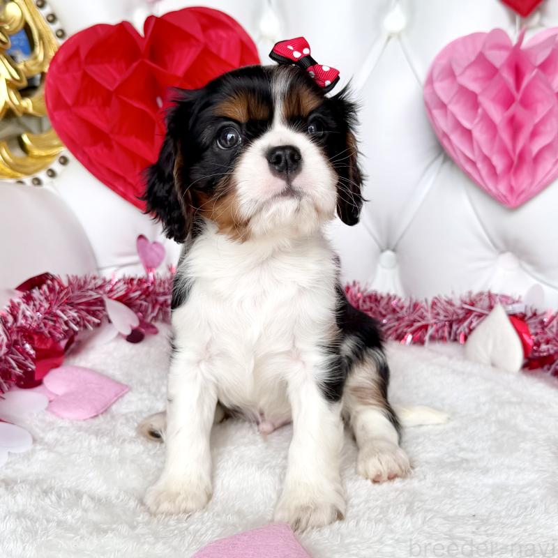 成約済の福岡県のキャバリアキングチャールズスパニエル-439706の20枚目