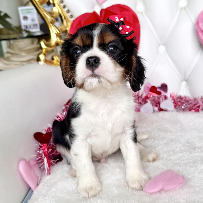 成約済の福岡県のキャバリアキングチャールズスパニエル-439706の19枚目