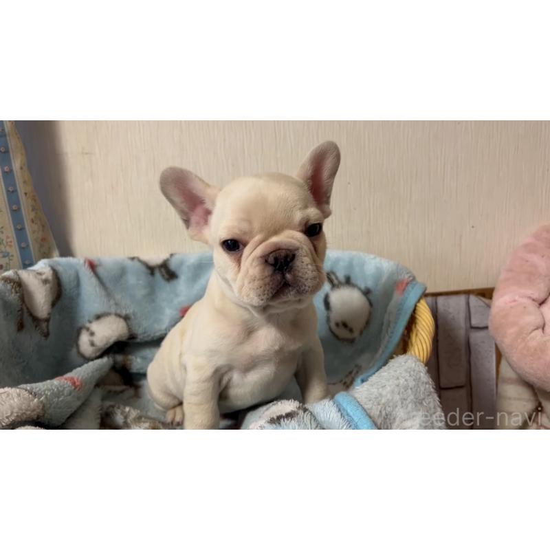 販売中の岡山県のフレンチブルドッグ-434755の3枚目