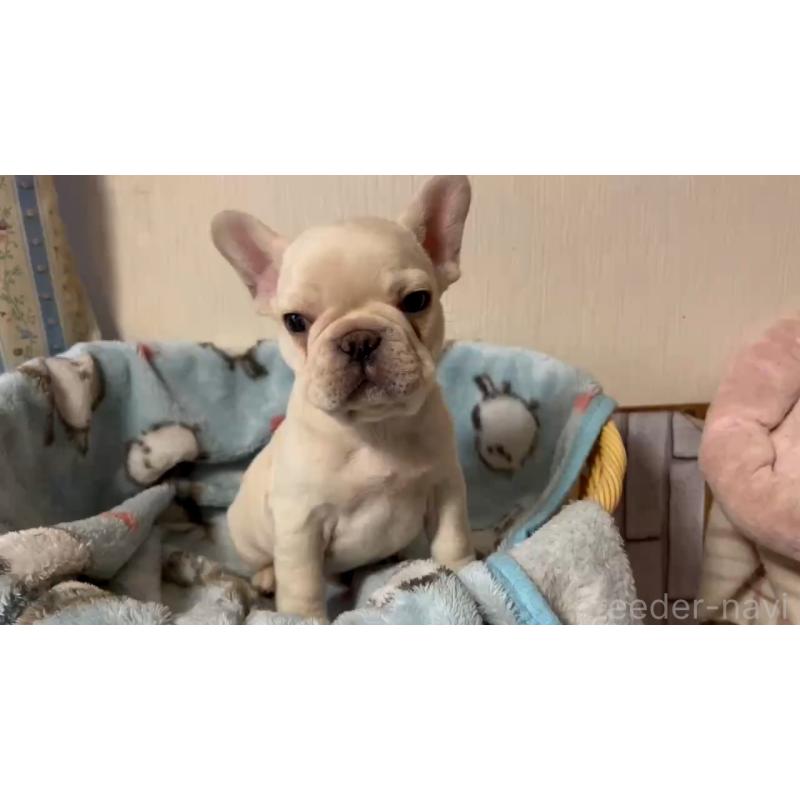 販売中の岡山県のフレンチブルドッグ-434755の2枚目