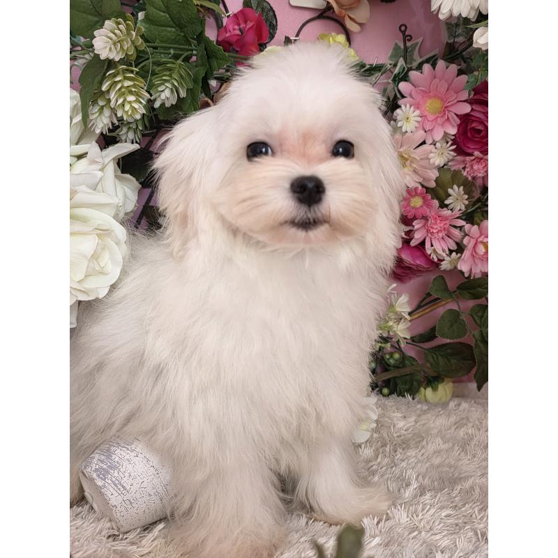 大阪府のマルチーズ｜男の子・2025/09/07生まれ・ホワイト(白)（子犬ID