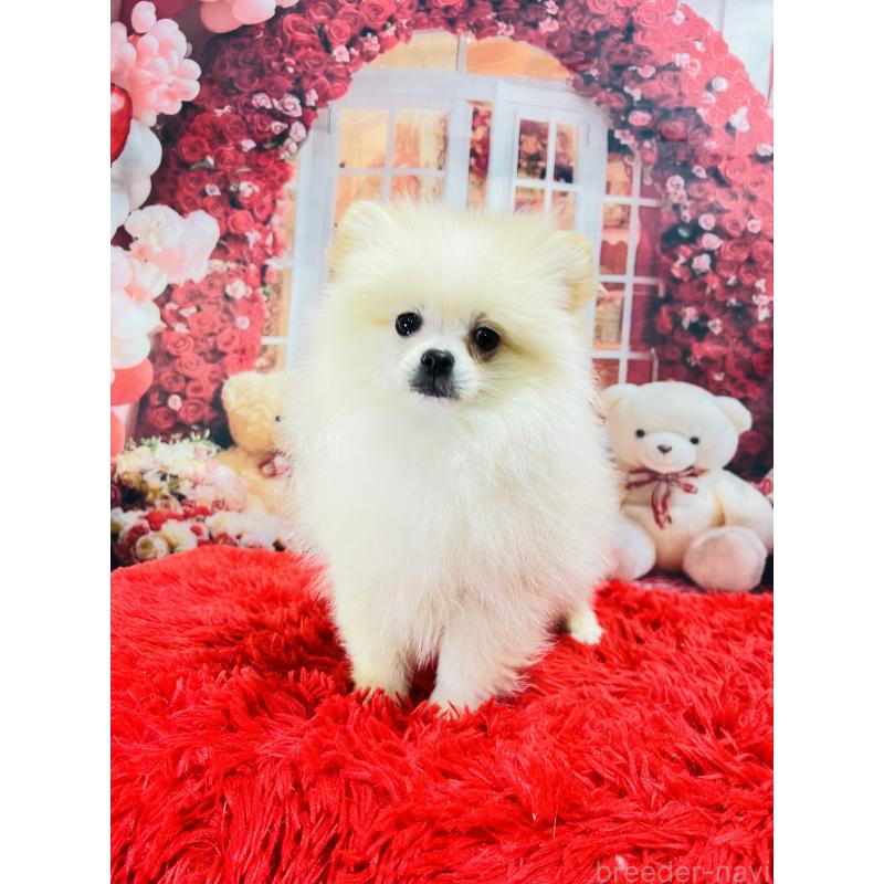 販売中の茨城県のポメラニアン-439069の6枚目