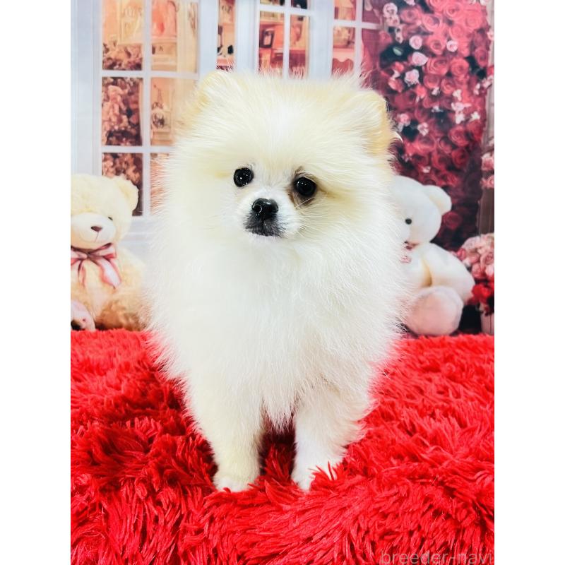 販売中の茨城県のポメラニアン-439069の5枚目