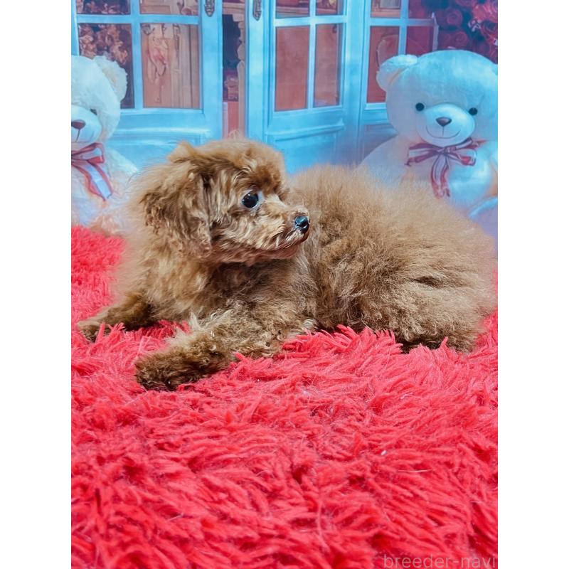 販売中の茨城県のタイニープードル-427670の4枚目