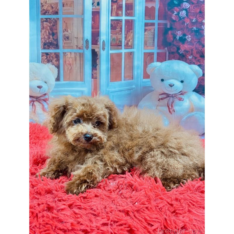 販売中の茨城県のタイニープードル-427670の3枚目