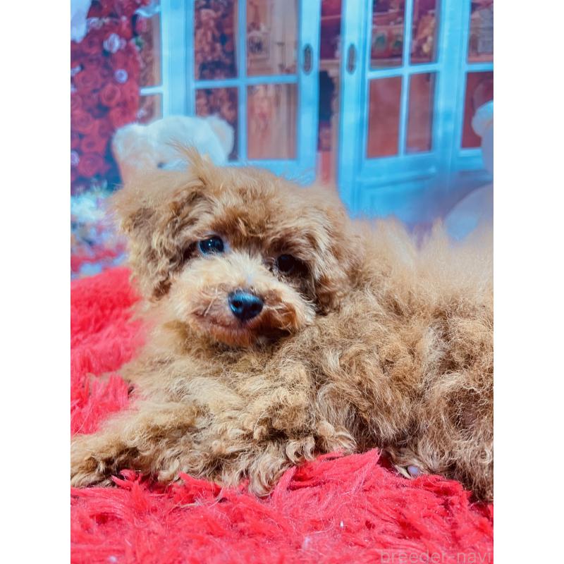 販売中の茨城県のタイニープードル-427670の2枚目