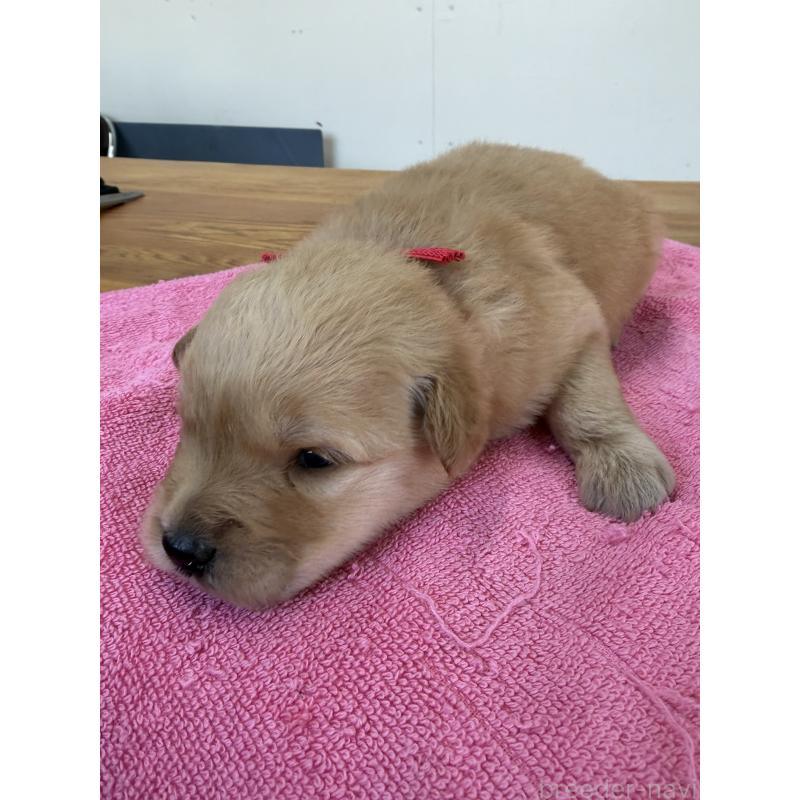 販売中の埼玉県のゴールデンドゥードル:ゴールデンレトリーバー×プードル-444485の2枚目
