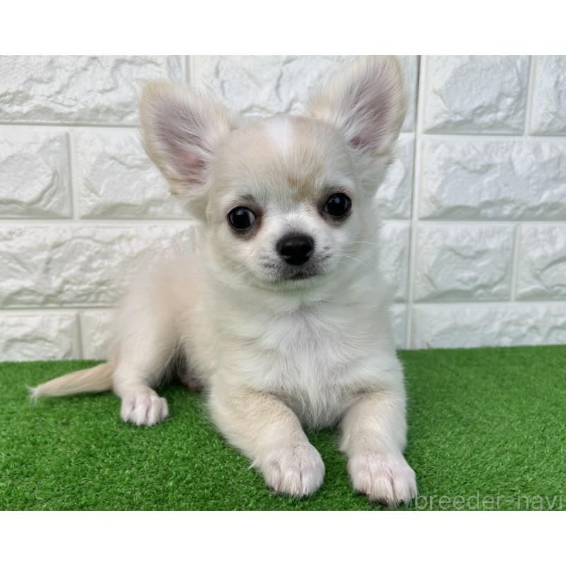 販売中の大阪府のチワワ(ロングコート)-435797の5枚目