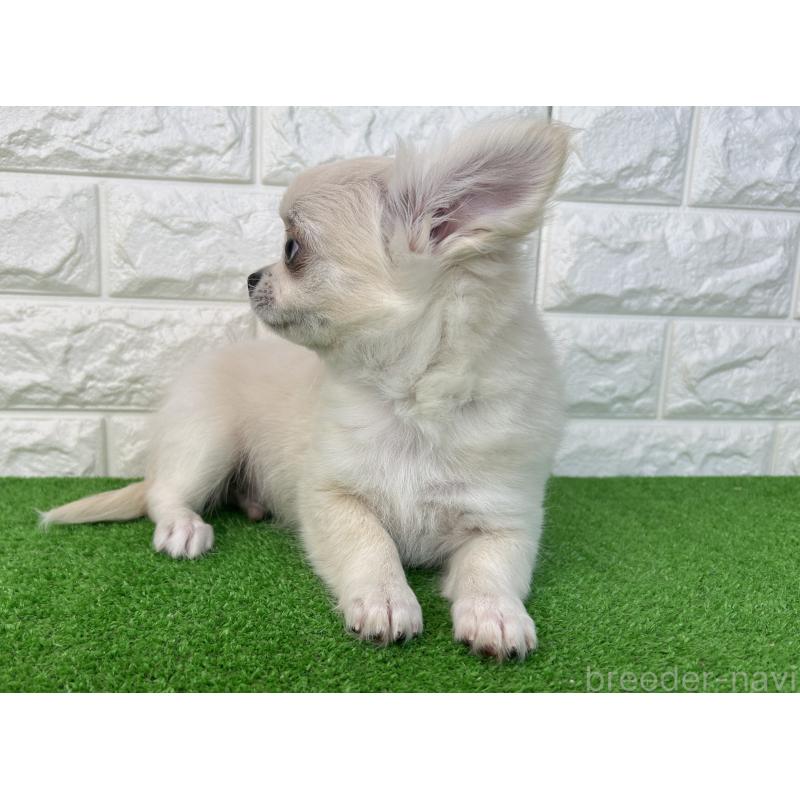 販売中の大阪府のチワワ(ロングコート)-435797の4枚目