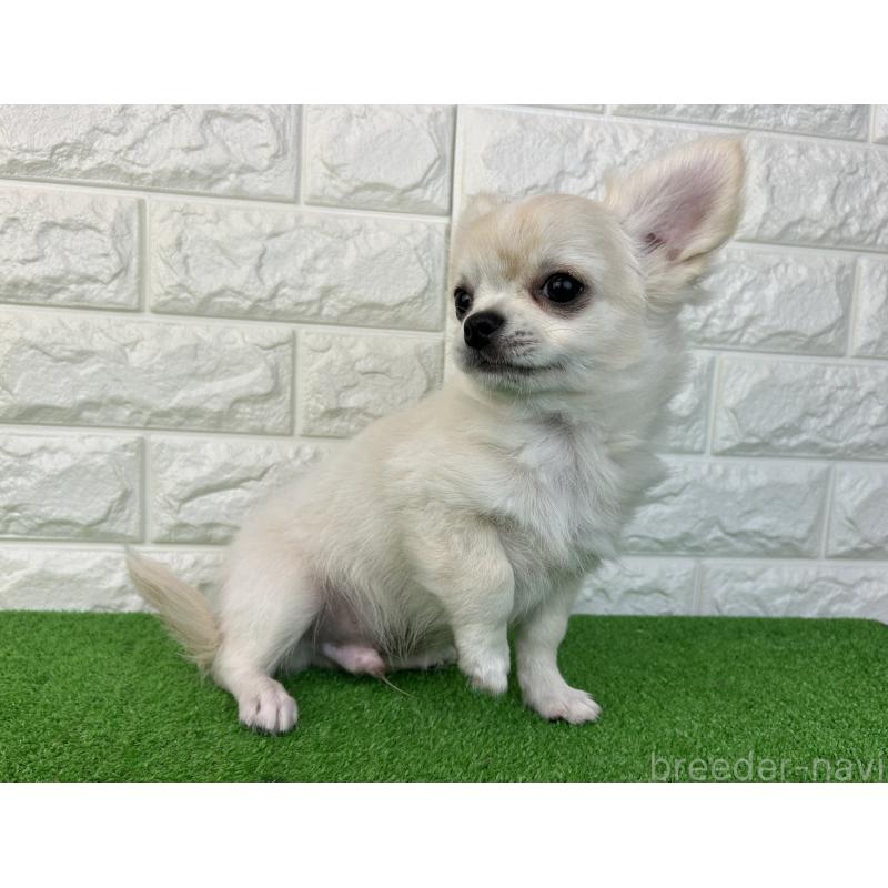 販売中の大阪府のチワワ(ロングコート)-435797の3枚目