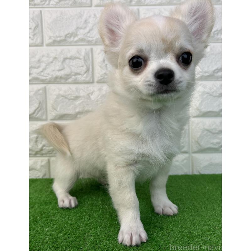 販売中の大阪府のチワワ(ロングコート)-435797の2枚目