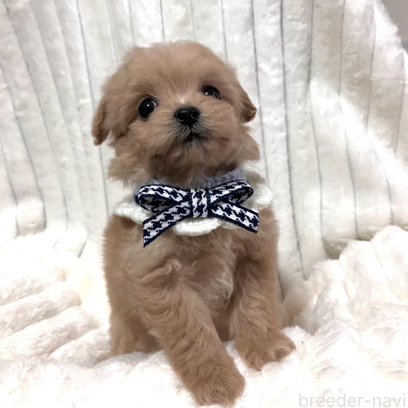 販売中の静岡県のポメプー:ポメラニアン×トイプードル-444486の2枚目