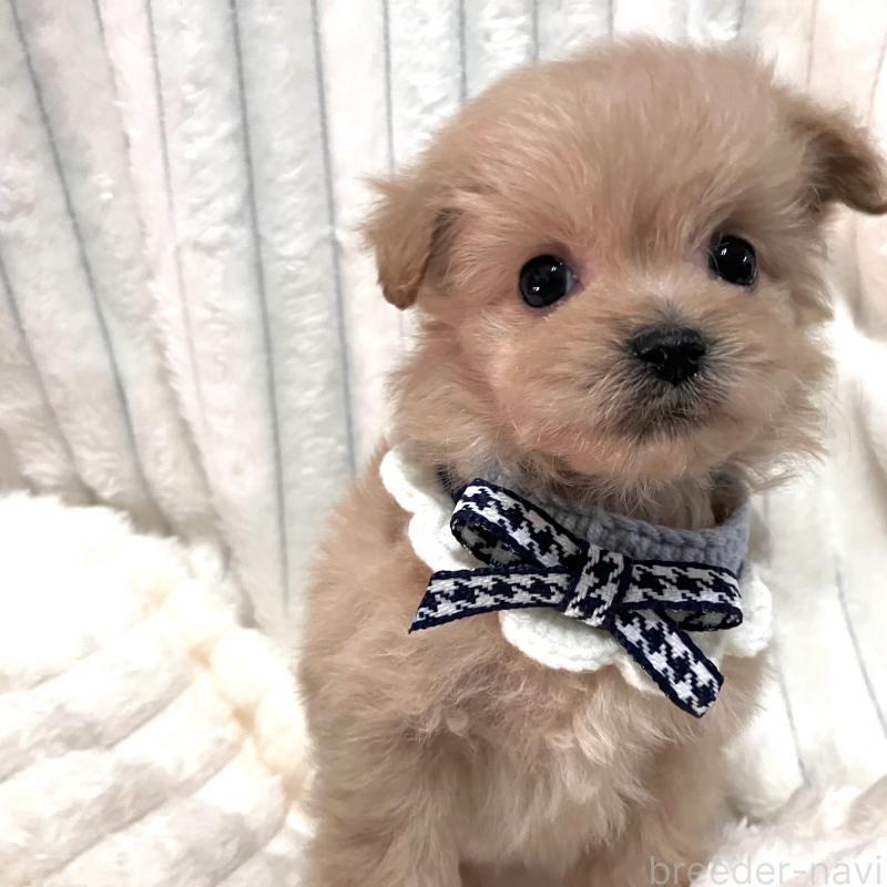 販売中の静岡県のポメプー:ポメラニアン×トイプードル-444487の3枚目