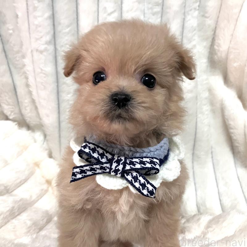 販売中の静岡県のポメプー:ポメラニアン×トイプードル-444487の2枚目