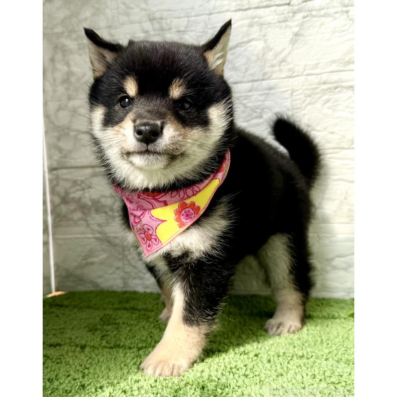 販売中の埼玉県の豆柴-444488の9枚目