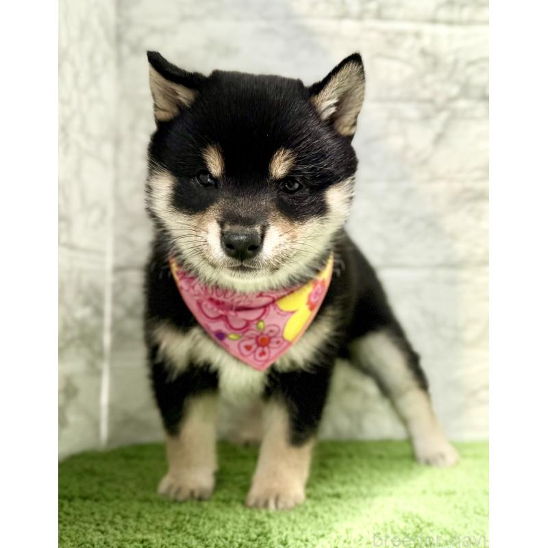 販売中の埼玉県の豆柴-444488の6枚目