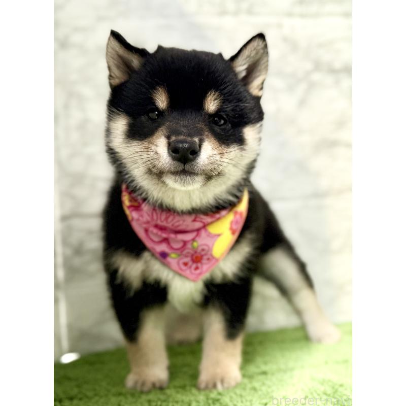 販売中の埼玉県の豆柴-444488の5枚目