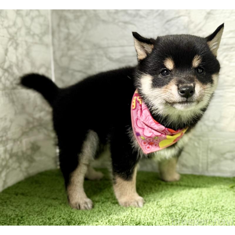 販売中の埼玉県の豆柴-444488の4枚目